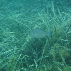 Spondyliosoma cantharus