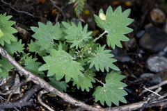 Urtica sykesii