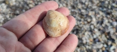 Glycymeris glycymeris