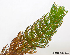 Myriophyllum quitense