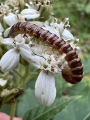 Arthrophaga myriapodina