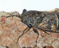 Psaltoda harrisii