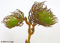 Myriophyllum quitense