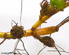 Myriophyllum quitense