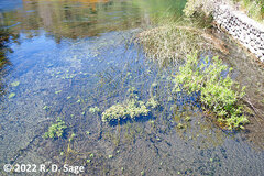 Myriophyllum quitense