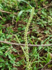 Cenchrus echinatus