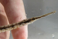 Syngnathus louisianae