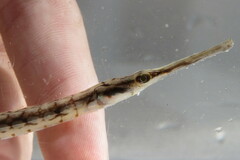 Syngnathus louisianae