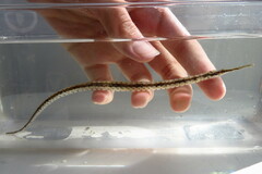 Syngnathus louisianae