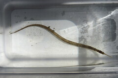 Syngnathus louisianae