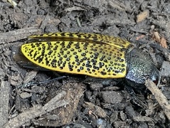 Stigmodera macularia