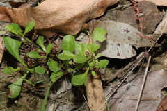 Sphaeromorphaea australis