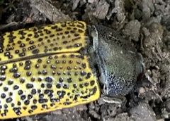 Stigmodera macularia