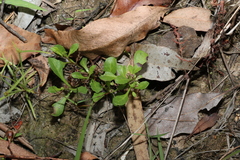 Sphaeromorphaea australis