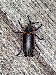 Polytomus