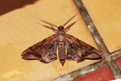Hypochrosis binexata