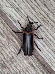Polytomus
