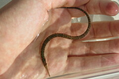 Syngnathus louisianae