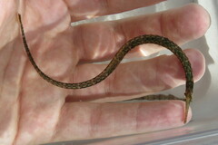 Syngnathus louisianae
