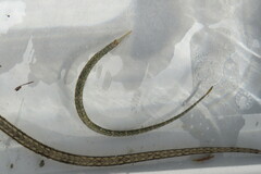 Syngnathus louisianae