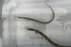 Syngnathus louisianae