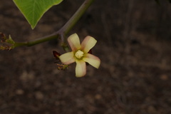 Jatropha