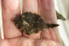 Stephanolepis hispida