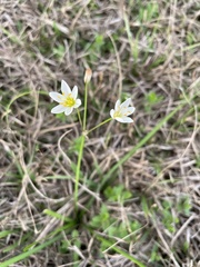 Nothoscordum