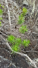 Darwiniothamnus tenuifolius