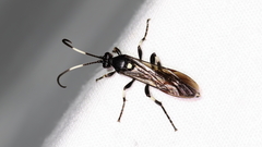 Ichneumon deliratorius