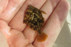 Stephanolepis hispida