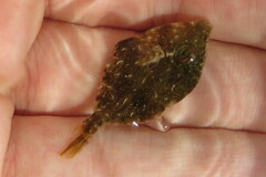 Stephanolepis hispida