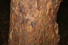 Corymbia citriodora