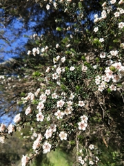 Leptospermum scoparium