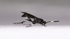 Ichneumon deliratorius