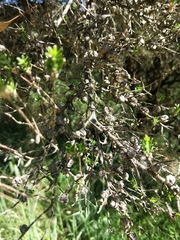 Leptospermum scoparium