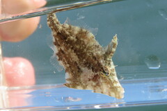 Monacanthus ciliatus