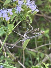 Pseudovates chlorophaea