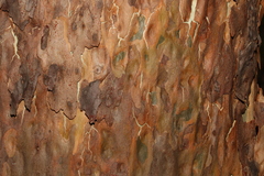 Corymbia citriodora