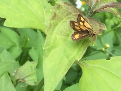Ampittia dioscorides camertes