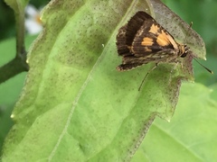 Ampittia dioscorides camertes