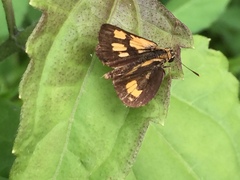 Ampittia dioscorides camertes