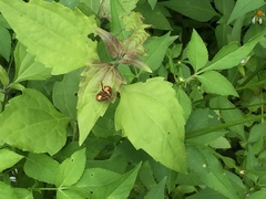 Ampittia dioscorides camertes