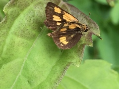 Ampittia dioscorides camertes