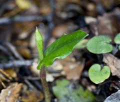 Adenochilus gracilis