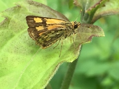 Ampittia dioscorides camertes