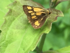 Ampittia dioscorides camertes