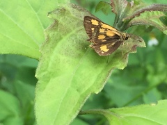 Ampittia dioscorides camertes