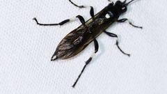 Ichneumon deliratorius