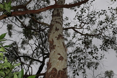 Corymbia citriodora